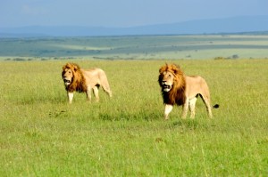 lion territory wars photographed by Susan Wong 2012 mature males backup