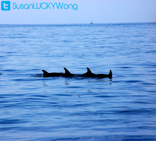 Charlies Claws dhow snorkeling scuba diving Wasini Mombasa Kenya photographed by Susan Wong 2010 2 Charlies Claws dhow snorkeling scuba diving Wasini Mombasa Kenya photographed by Susan Wong 2010 2