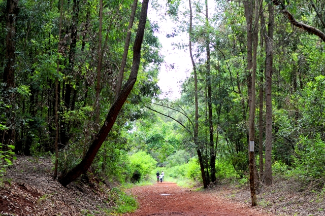 Image result for Karura Forest joggers