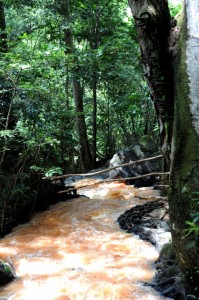 Karura Forest, Nairobi Kenya photographed by Susan Wong 2012