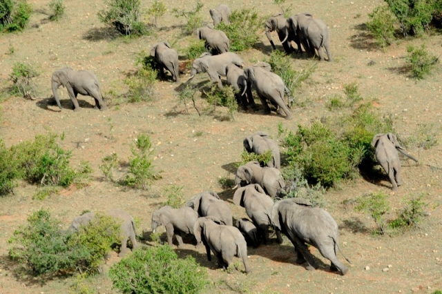 Fly 4 elephants -  Maasai Mara Kenya naboisho conservancy - photographed by Susan Wong 2013 6