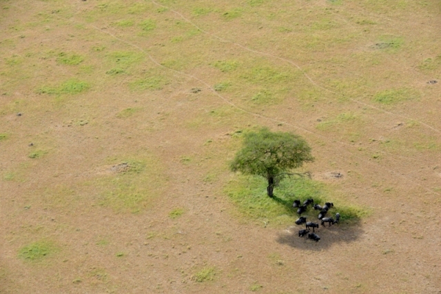 Fly 4 elephants -  Maasai Mara Kenya naboisho conservancy - photographed by Susan Wong 2013 7