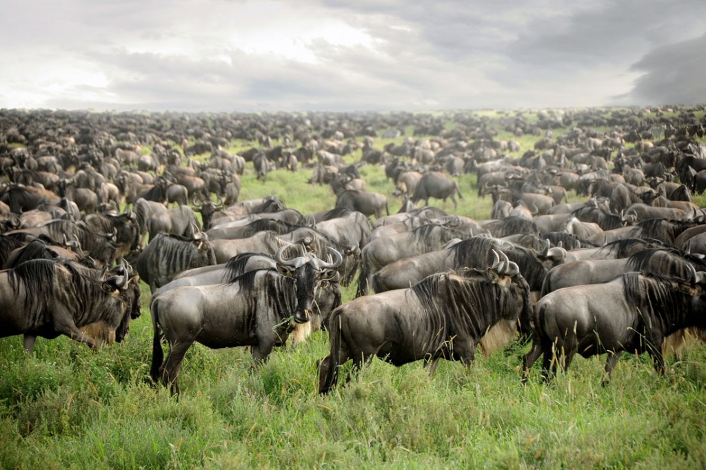 David-Lazar-Wildebeeste-Migration