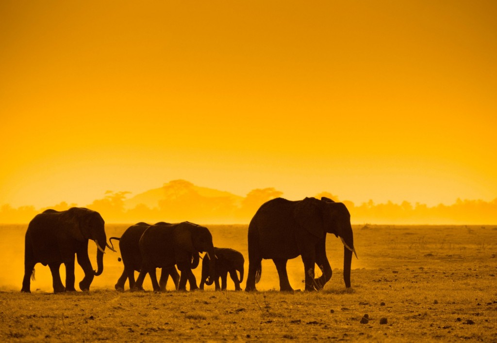 wallpaper-with-elephants-at-sunset