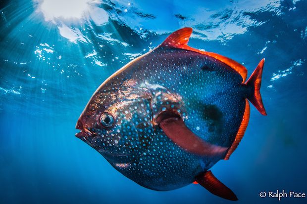 WeirdNews: Opah is first warm-blooded fish known to science - Capital Lifestyle WeirdNews: Opah is first warm-blooded fish known to science - Capital Lifestyle