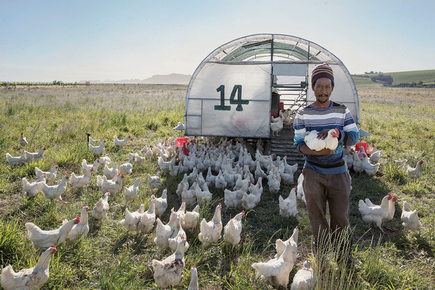 Biodynamic---eggmobile-land