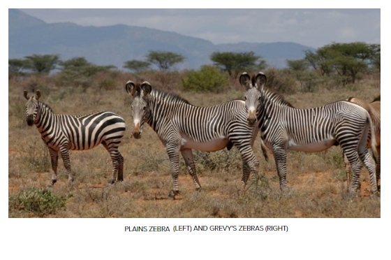 PHOTO: Grevy's Zebra Trust 