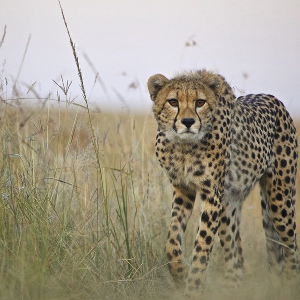https://www.instagram.com/p/5_TAg4C1Al/?taken-by=paoloparazzi I love the intensity of this shot. I was under the car taking photos of this Cheetah to get a lower perspective and it started to stalk me as it didn't know what I was. Very exciting!