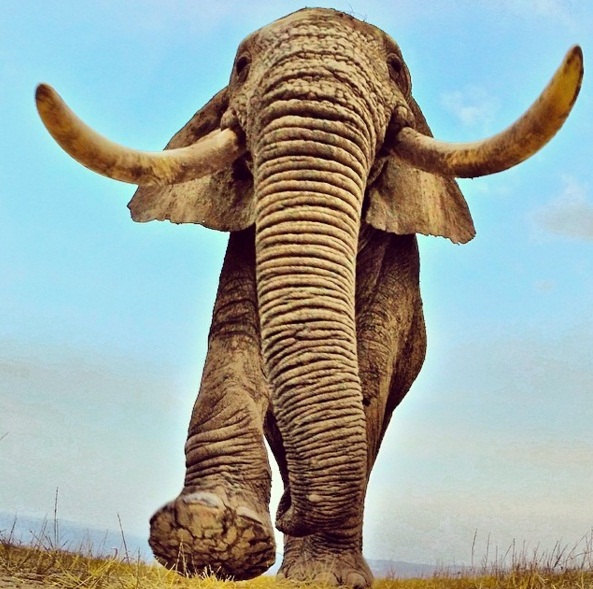 https://www.instagram.com/p/rD86FOC1AH/?taken-by=paoloparazzi One of my favorite shots of a big Elephant Bull in Amboseli. I had been trying for months to get a shot of a big Bull walking over my GoPro camera and it finally happened. Really gives a perspective as to how huge these animals are-thankfully it didn't stand on my camera!