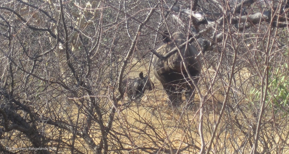 PHOTO: Northern Rangelands Trust
