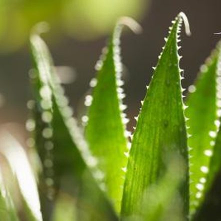 Beauty Bar Aloe Vera Gel 2