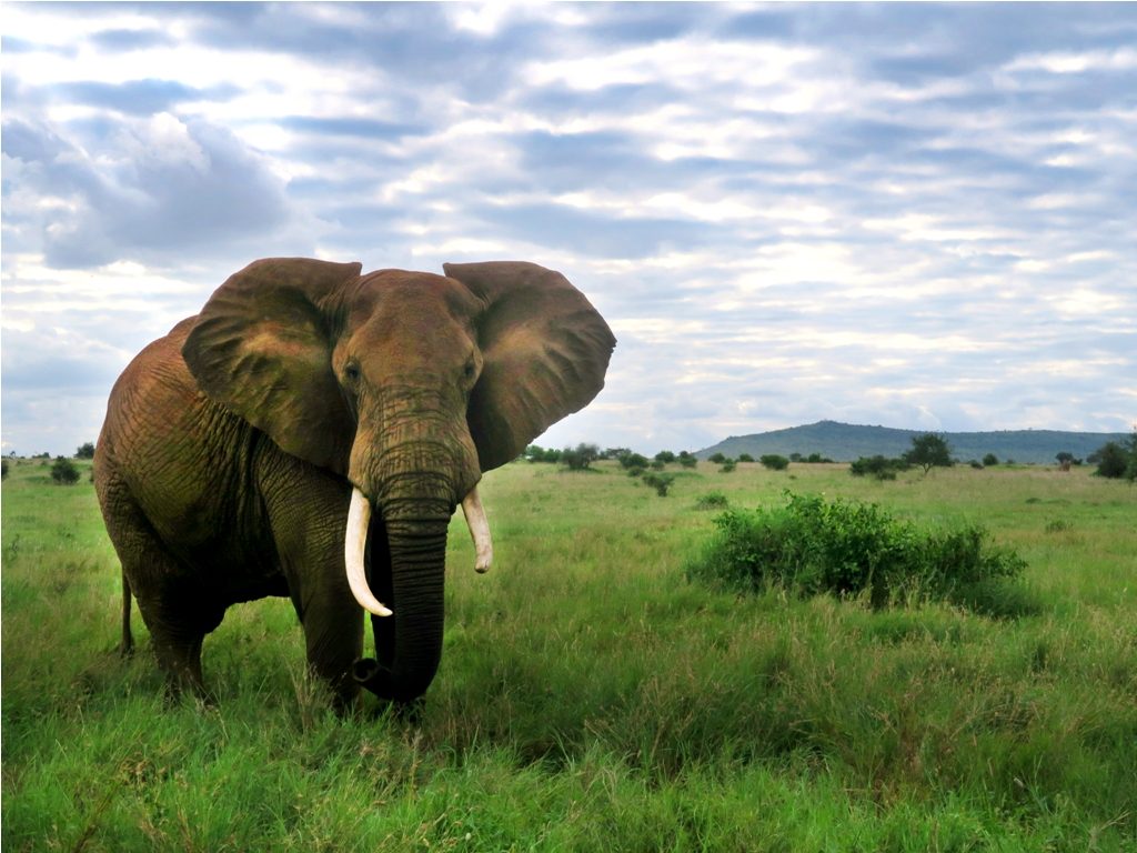 PHOTO: Taita hills sanctuary, Tsavo West National Park / Susan Wong