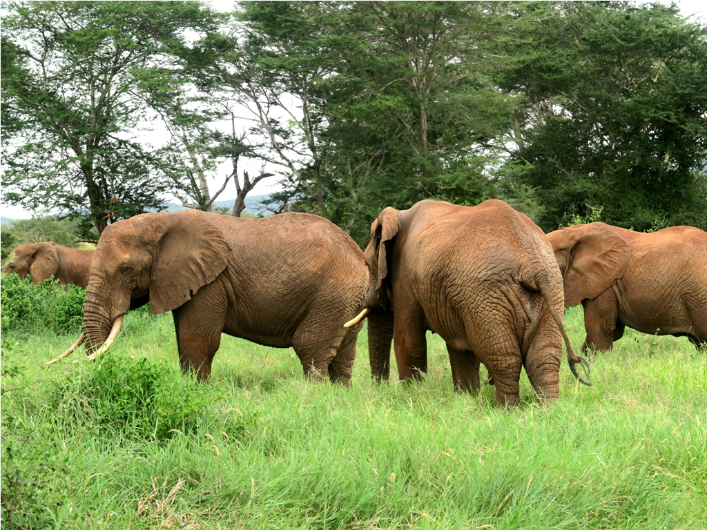 PHOTO: Taita hills sanctuary, Tsavo West National Park / Susan Wong