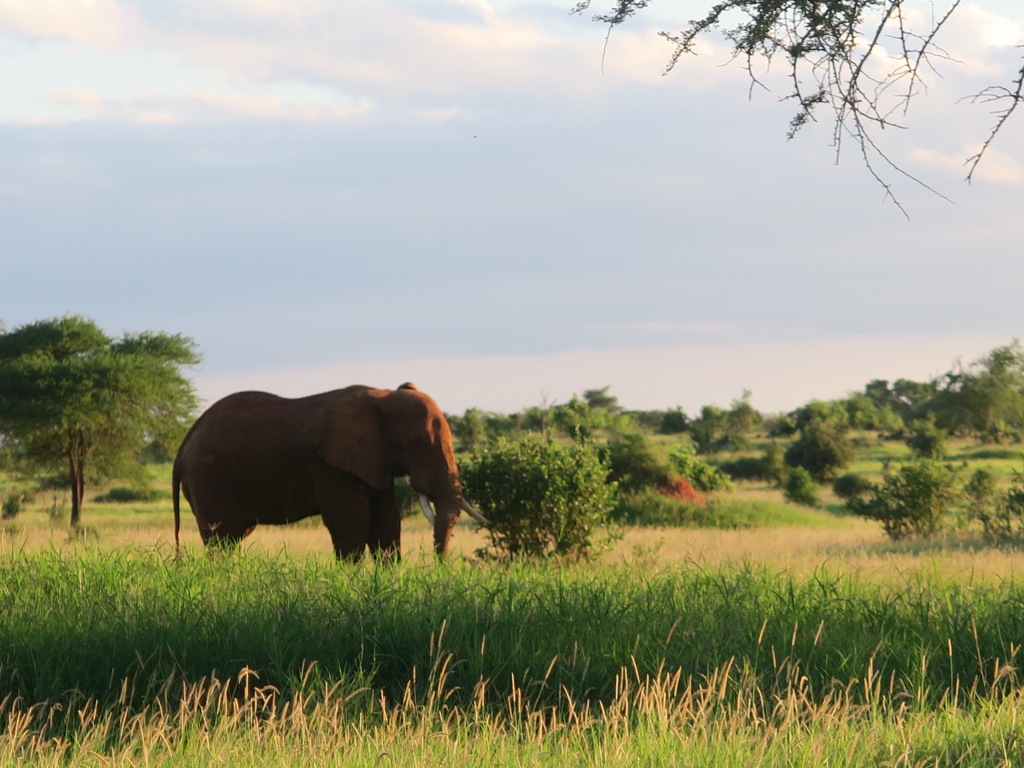 PHOTO: Taita hills sanctuary, Tsavo West National Park / Susan Wong