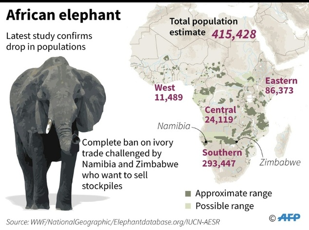 conservation-ivory