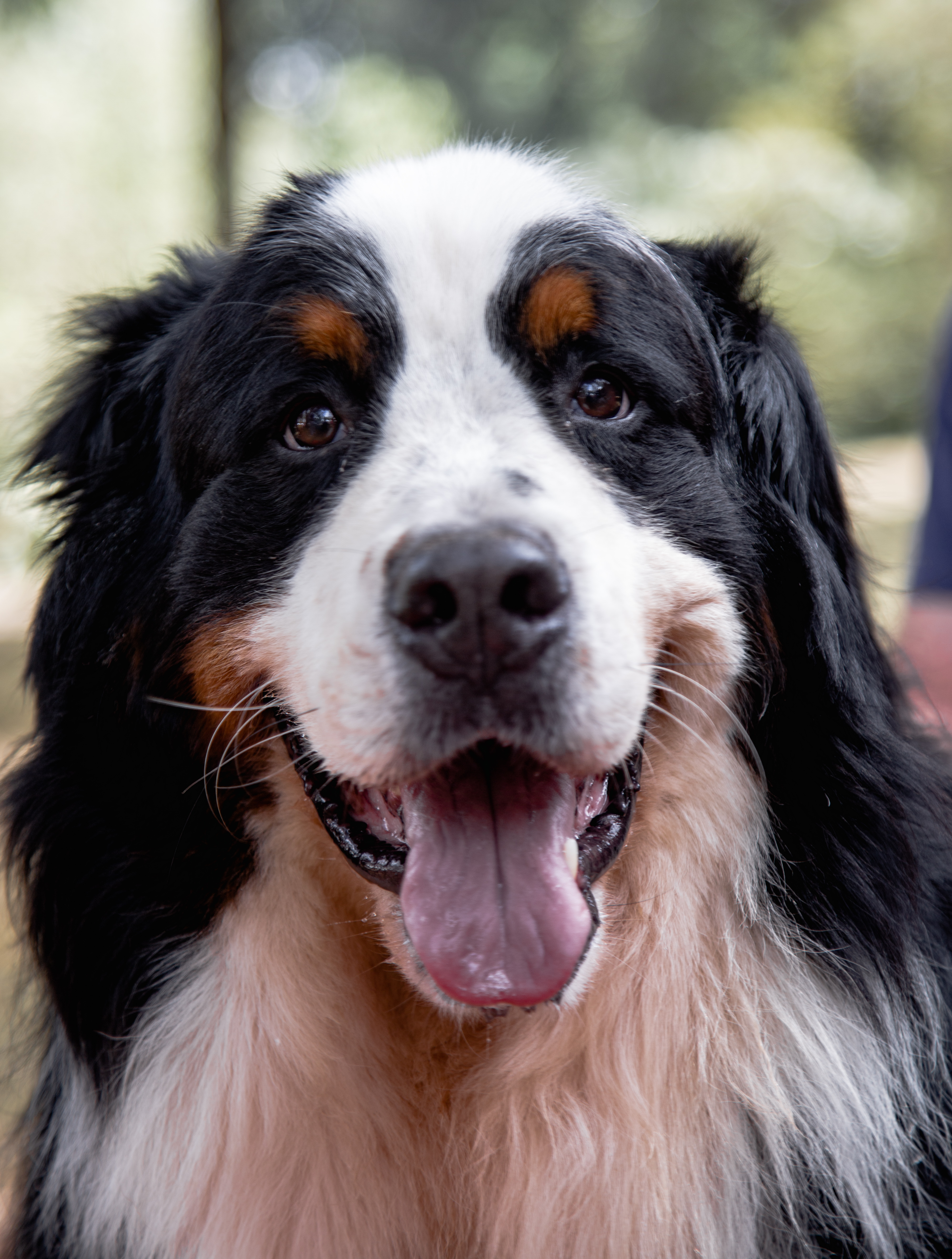 The 52nd Open Championship Dog show in Nairobi Capital Lifestyle