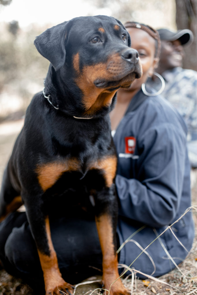 The 52nd Open Championship Dog show in Nairobi MGL2909 683x1024 - The 52nd Open Championship Dog show in Nairobi