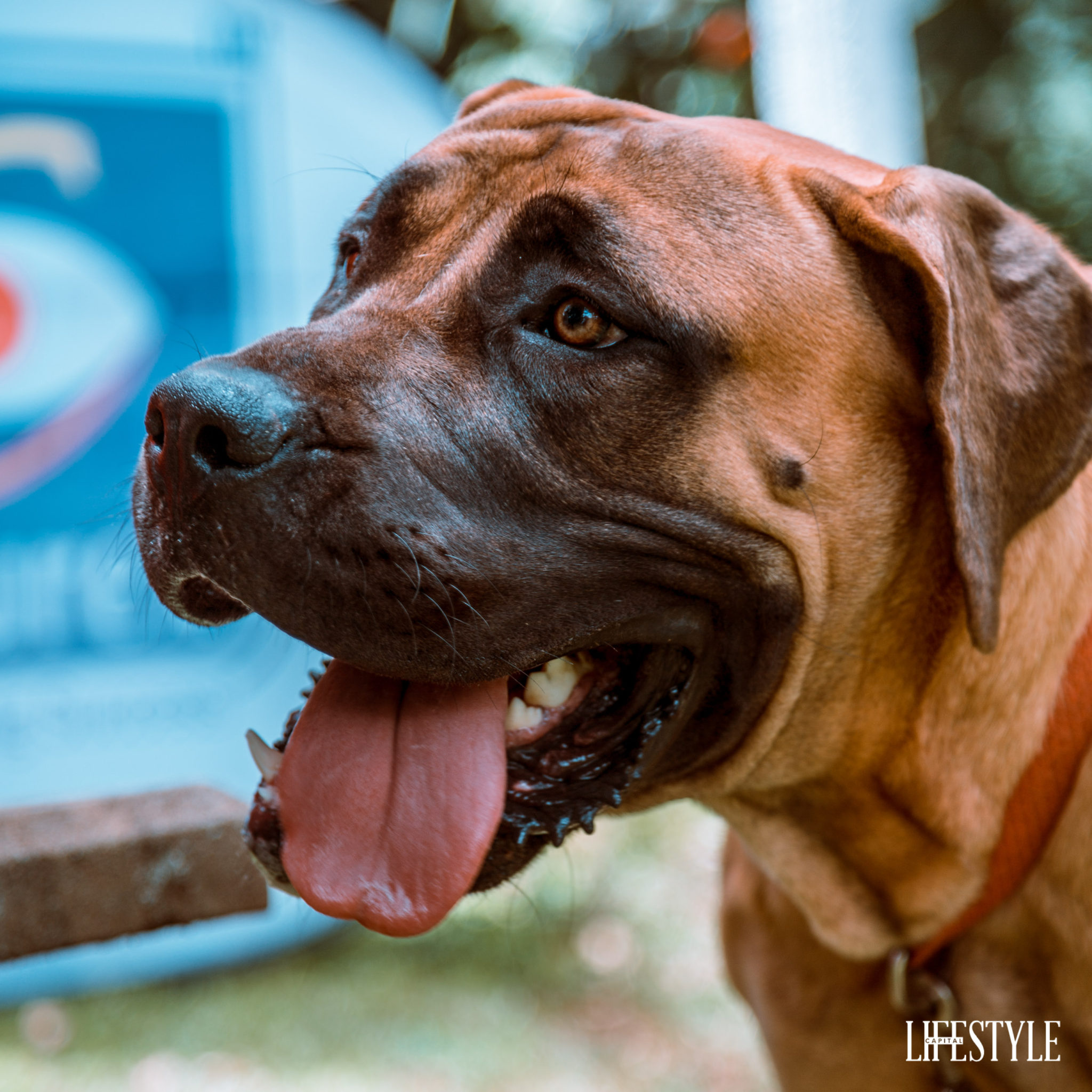 The Nairobi dog show, a day out with the most beautiful Dog breeds in