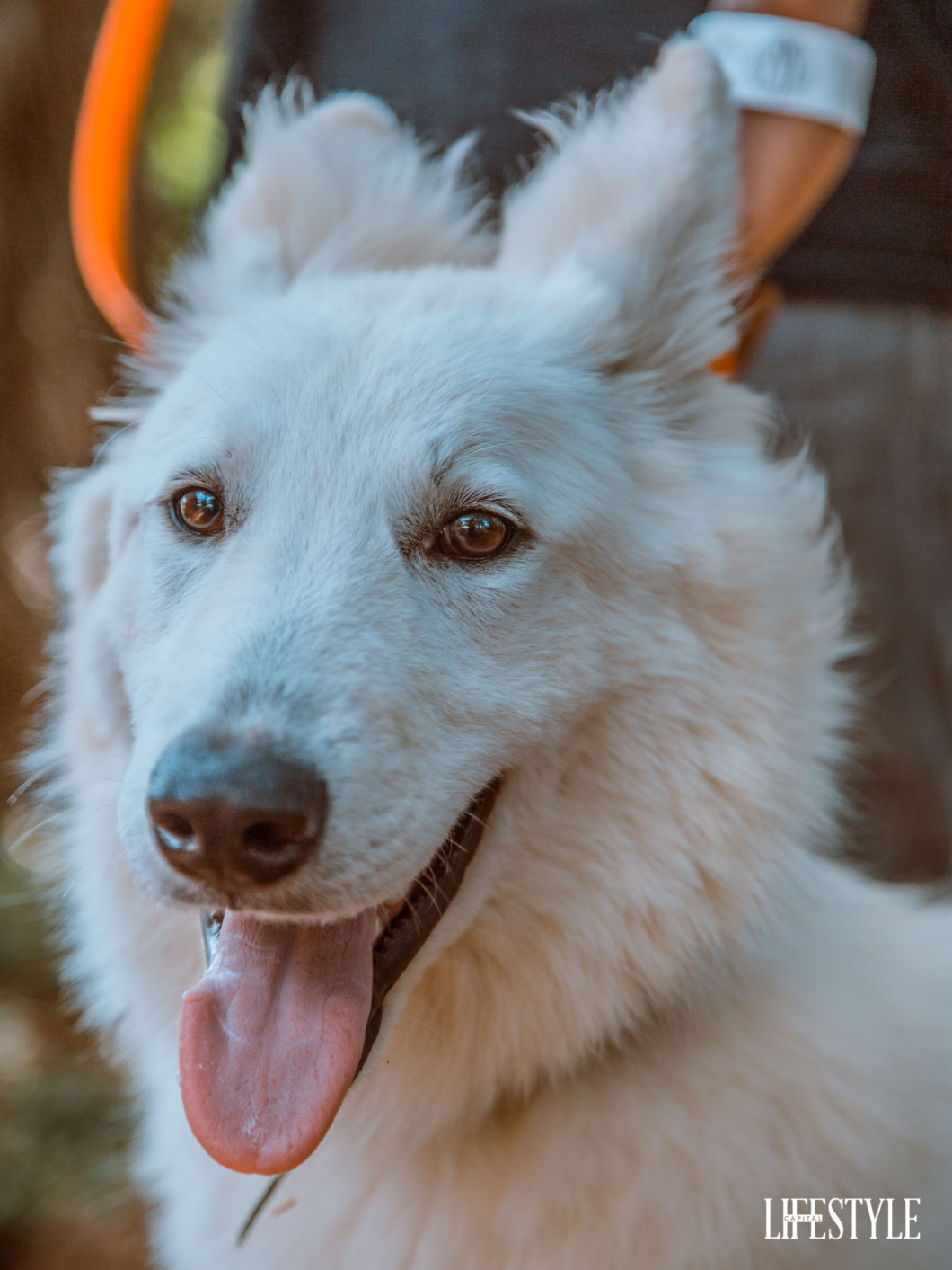 The Nairobi dog show, a day out with the most beautiful Dog breeds in