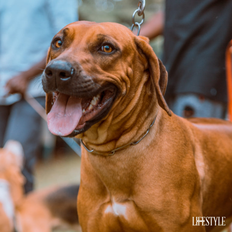 The Nairobi dog show, a day out with the most beautiful Dog breeds in