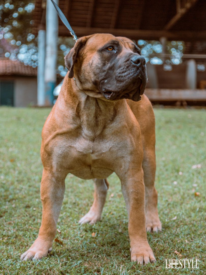 The Nairobi dog show, a day out with the most beautiful Dog breeds in