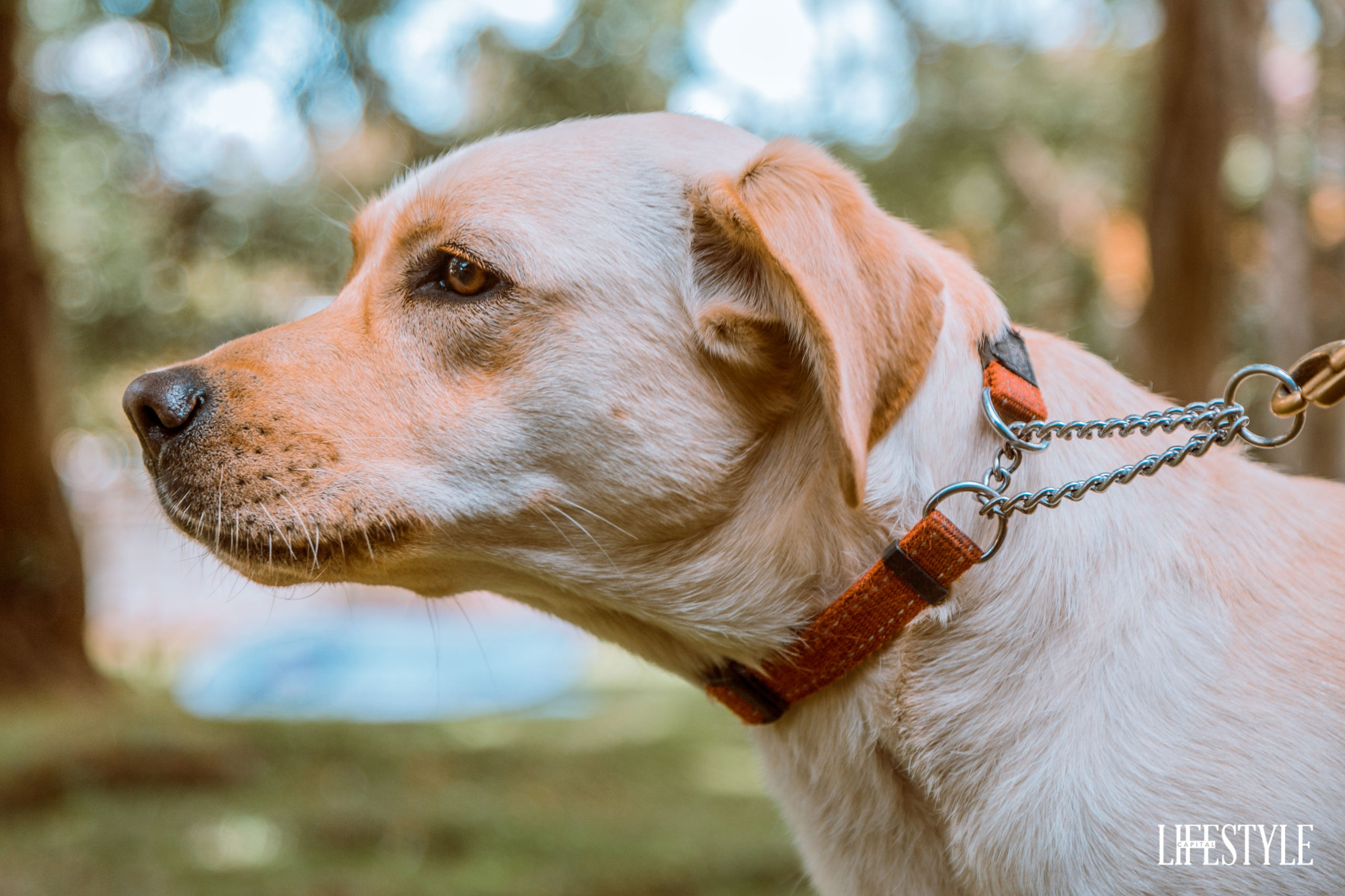The Nairobi dog show, a day out with the most beautiful Dog breeds in