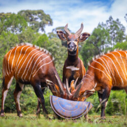 MountKenyaWildlifeConservancy_13_April_2026_cr_Anthony_Ochieng_Onyango-2479