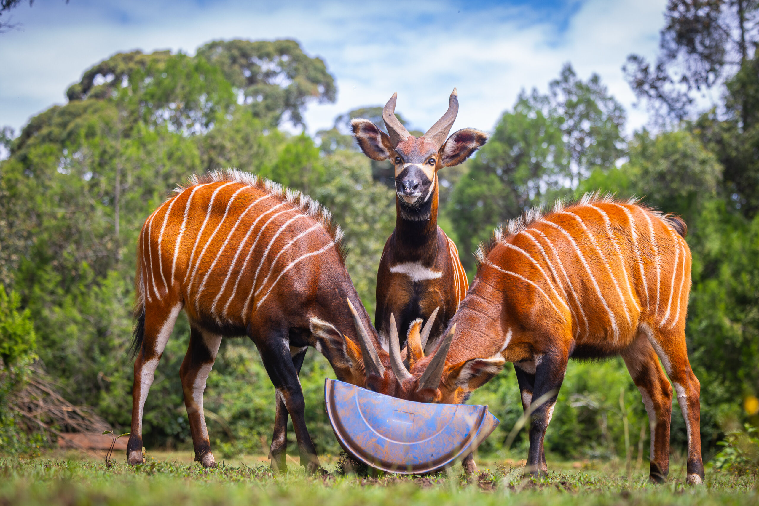 Using the Lens to Save the Mountain Bongo: A Species on the Brink of Extinction