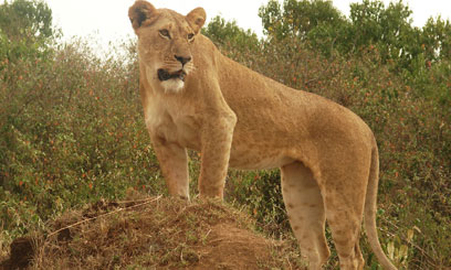 In mara