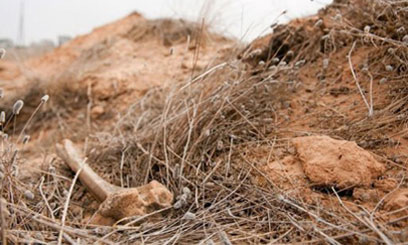 BONES-LIBYA