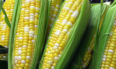 GM-MAIZE