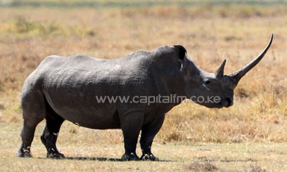 Authorities said 18 suspected poachers have been arrested from January 1/XINHUA-File