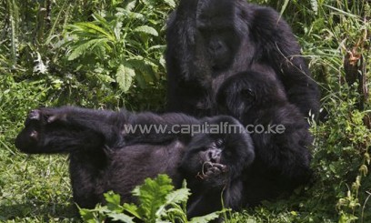 Primates in a dense vegetation/FILE