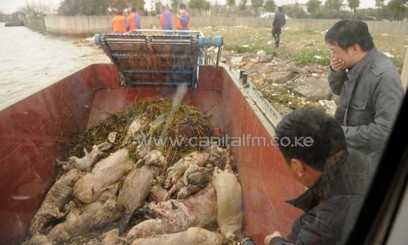 Dead pigs collected by sanitation workers/AFP