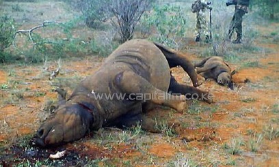 A dead rhino and calf killed by poachers/AFP