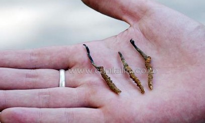 This aphrodisiac has been dubbed "Himalayan Viagra"/AFP