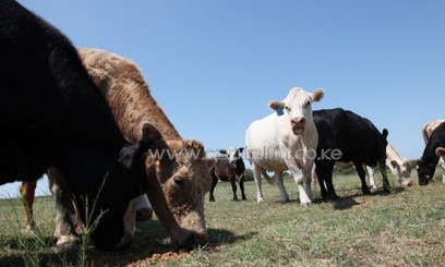 Beef products imported from Europe and distributed in Zambia by leading meat company Zambeef have tested positive for aromatic aldehyde/AFP