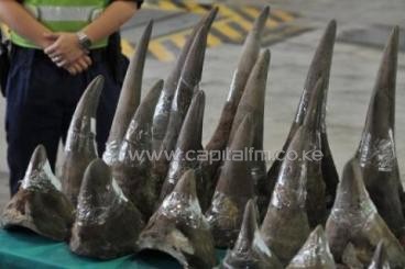 Smuggled rhinoceros horns are displayed in Hong Kong's Customs and Excise Department Offices in 2011 after being found in a shipping container from South Africa/AFP