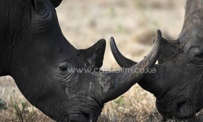 Ten rhinos were moved from Lake Nakuru National Park while the other 11 were translocated from Lewa Wildlife Conservancy/FILE