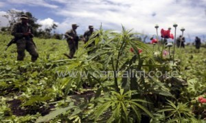 Soldiers stand amidst poppy flowers and marijuana plants during an operation in Guerrero state, Mexico, August 28, 2013/AFP