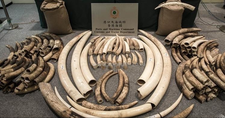 Seized ivory tusks displayed by Hong Kong Customs officials in Hong Kong/AFP