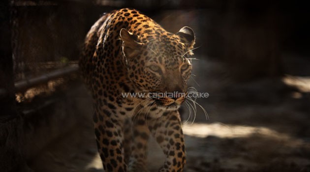 Authorities closed schools in Meerut, 60 kilometres northeast of the Indian capital, after the leopard was discovered prowling the city's streets on Sunday, a senior city official said/XINHUA-File