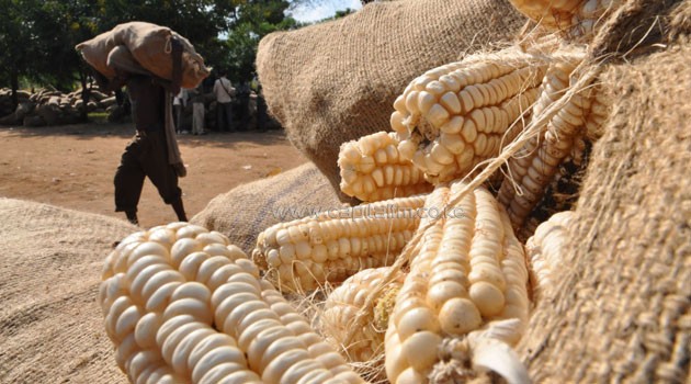 "Importing food is not a lasting solution; the solution lies in science and technology and finding ways on how to increase the food supply like those countries," Wambugu explained.