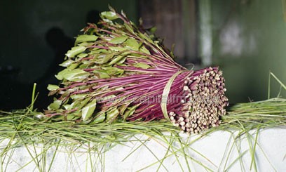 On May 12, the House of Lords officially classified miraa as a drug, placing it in the same category as tranquilisers, Valium and anabolic steroids.