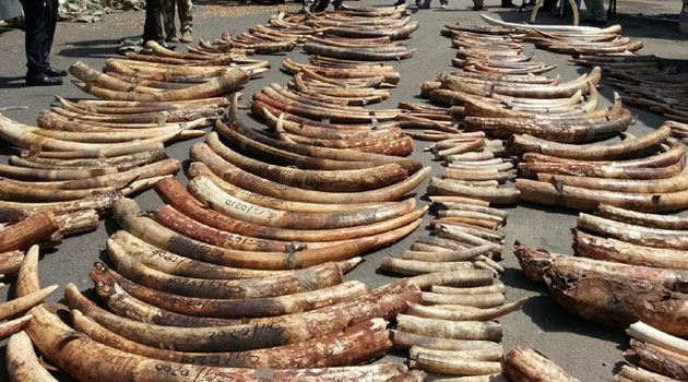 The discovery, which would be worth millions of dollars on the black market, was destined for Laos where the illegal ivory trade flourishes/FILE
