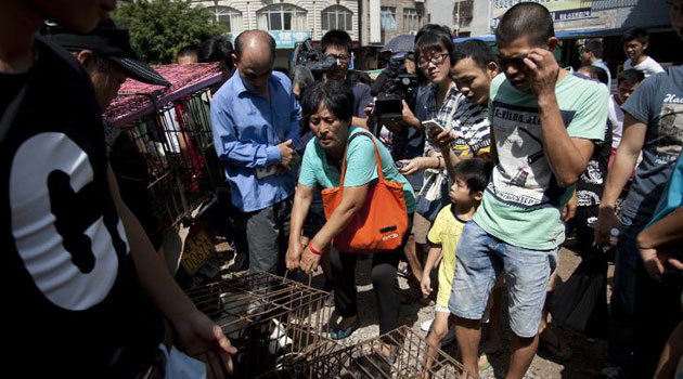 Animal-loving Yang Xiaoyun (C) pays about 7,000 yuan (US$1,100) to save around 100 dogs in Yulin in southern China's Guangxi province on June 20, 2015/AFP