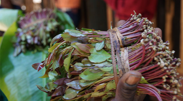 Though it is well known that miraa drivers flout crucial traffic rules and ignore the common sense of decency on the roads, not many miraa users are willing to pull down their tower of cards/MUTHONI NJUKI