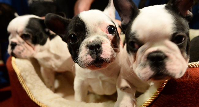 Three puppies put up for sale/AFP