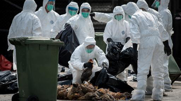 Experts wearing protective gear against bird flu/FILE