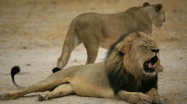 Much-loved Zimbabwean lion "Cecil", pictured on October 21, 2012, was lured outside the Hwange National Park boundaries by bait and shot by a bow and arrow/AFP